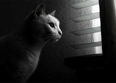 قطط حزينة و مؤثرة عن الانتظار - Sad Images